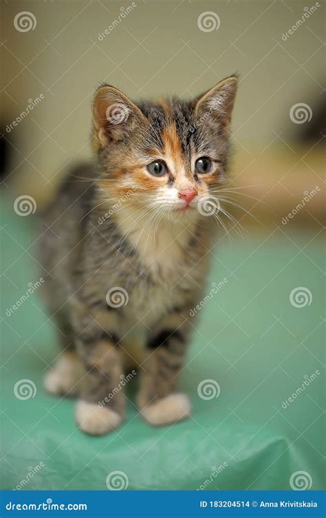 Cute tricolor cat kitten stock photo. Image of domestic - 183204514