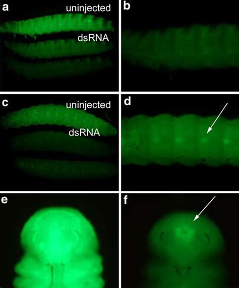 Virtually all tissues are sensitive to systemic RNAi in Tribolium... | Download Scientific Diagram