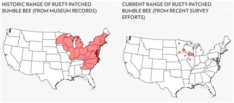 Rusty-Patched Bumble Bee: A Beloved Bumble Bee That Needs Our Help! – Wisconsin Fruit