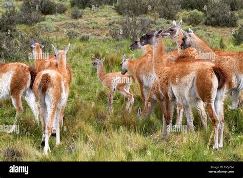 Guanacos in the steppe - Torres del Paine Chile Stock Photo - Alamy