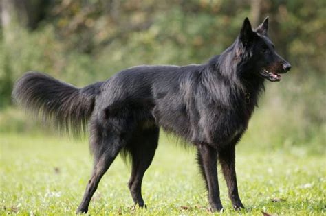 10 Things You Didn't Know About the Belgian Shepherd Groenendael ...