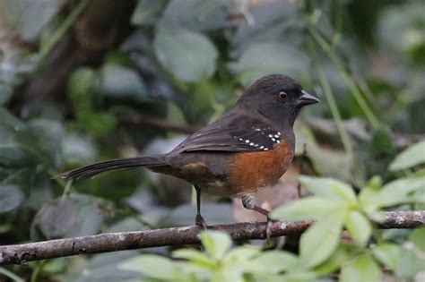 Female Spotted Towhee - FeederWatch