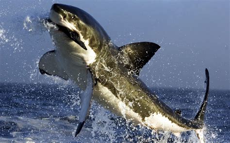 a great white shark jumping out of the water