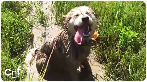 Dog Loves His Mud Bath | Puppy Spa - YouTube