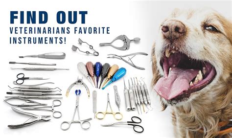 Veterinary dental instruments purchase guide 2021 - Dispomed