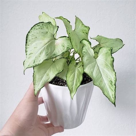 21 Indoor Arrowhead Vine Varieties in 2021 | Arrowhead vine, Arrowhead plant, Variegated plants