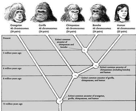 Great Ape Family Tree