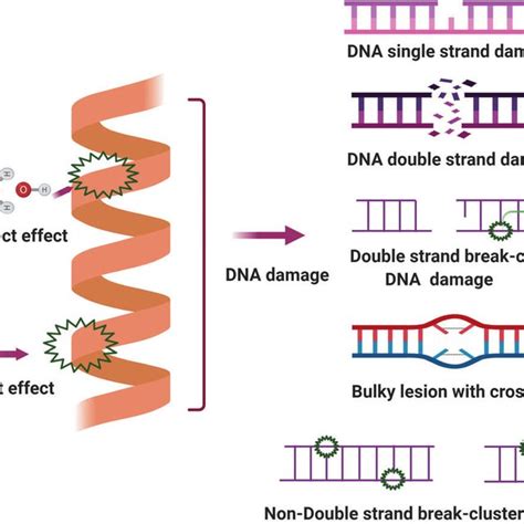 Three types of direct DNA damage reversal including representative ...