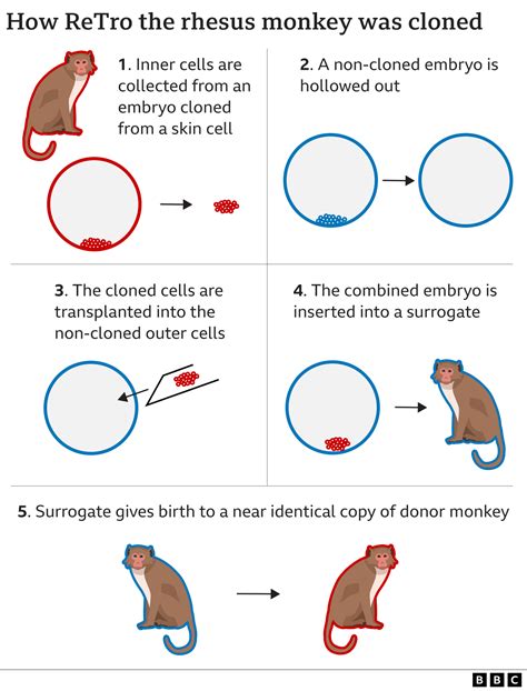 Cloned rhesus monkey created to speed medical research | The Ghana Report