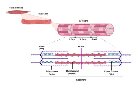 Myofibril Structure | BioRender Science Templates