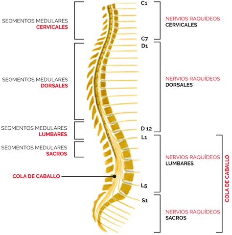 Anatomia De Esqueleto Humana Da Medula Espinal Com Etiquetas Detalhadas ...