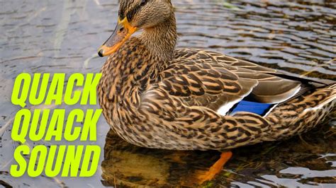 Wild Mallard Duck Sounds | Quack Quack Sound Effect | Duck Sound Effect ...