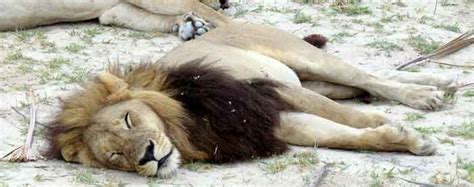 female-lion-with-mane-looking-4-lions - Africa Geographic