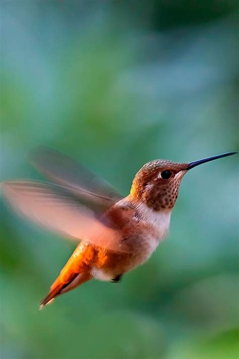 Nature, Hummingbird, Green, Beak, Organism, Bird, Vertebrate, Red, Wing ...