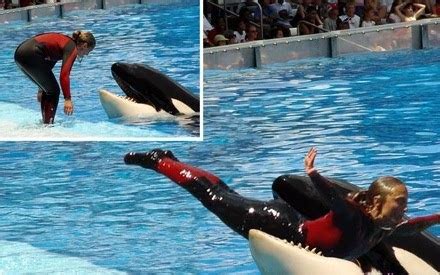 Hot Searches 2010 | Hot Trends | Hot News: Sea World Trainer killed