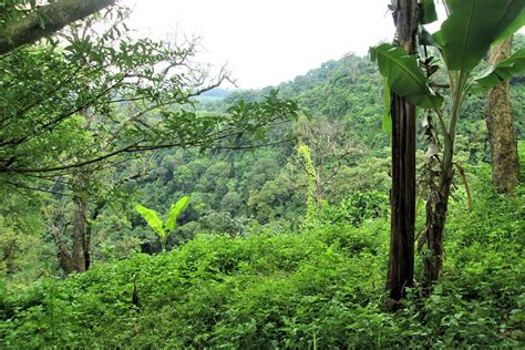 Inside the Darién Gap, One of the World's Most Dangerous Jungles - The Manual