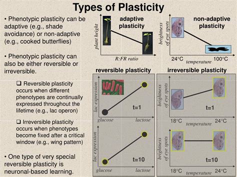 PPT - The Evolution of Plasticity & Learning PowerPoint Presentation - ID:3905640