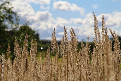 Spikelets of grass. Summer in Vilnius. Stock Photo | Adobe Stock