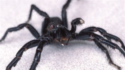 Deadly Spider Venom Might Protect Us From Deadly Strokes