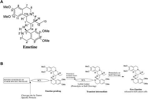 A) Structure of emetine showing the numbering of the atoms. (B ...