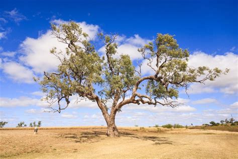 Coolabah Tree Stock Photos - Free & Royalty-Free Stock Photos from Dreamstime