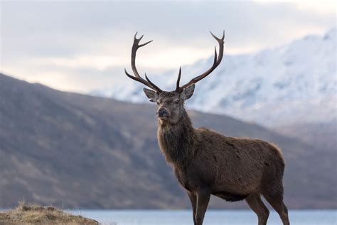 Deer and Stags | Red Deer Stag in Highland Scotland | Red deer, Canada wildlife, Deer