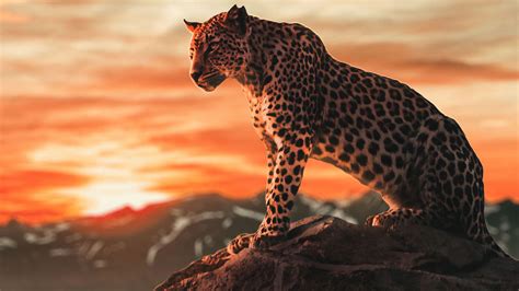 Cheetah 4K Wallpapers - Top Free Cheetah 4K Backgrounds - WallpaperAccess