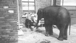 Alan in Belfast: Zoo - elephant antics loosely based on the real life ...