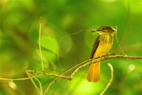 Amazonian Royal Flycatcher Pictures - AZ Animals