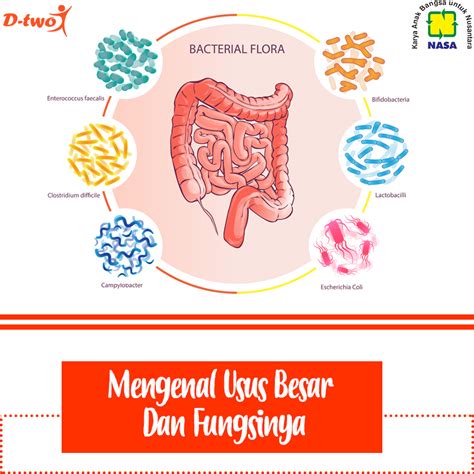 Mengenal Usus Besar dan Fungsinya – D-two | Official