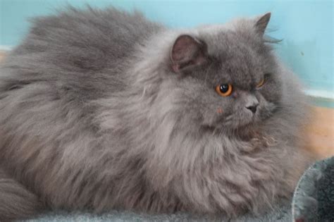 Pets Pakistan - Persian cat female...smokey grey color