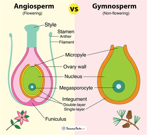 Angiosperm vs Gymnosperm: Definition, Differences & Similarities