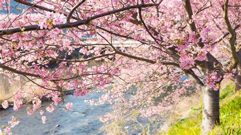 How to Care for a Cherry Blossom Tree | Garden Goods Planting Guide