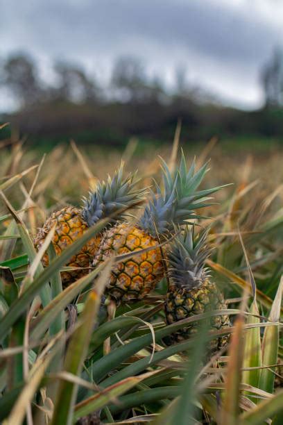 90+ Pineapple Plantation Maui Hawaii Stock Photos, Pictures & Royalty ...