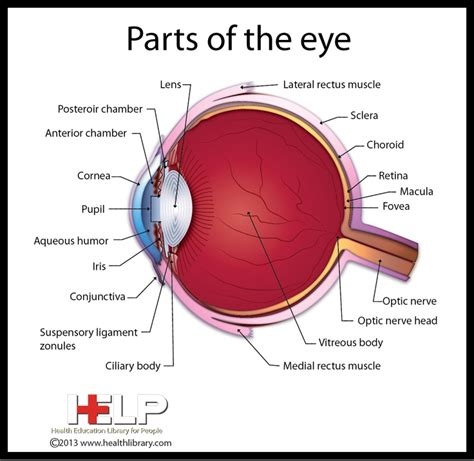 Parts of the Eye | Updegraff LASIK | Human body systems projects, Medical school inspiration ...