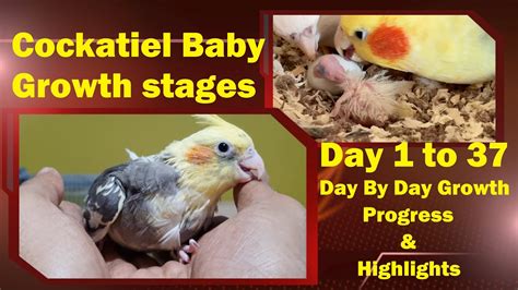 Baby Cockatiel Growth Stages day 1 to 37 | Cockatiel Baby Day by Day Growth Progress ...