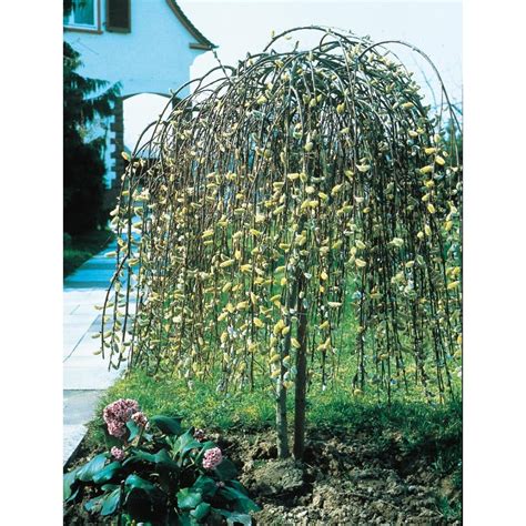 Shop 8.75-Gallon Pink Weeping Pussy Willow Tree Feature Shrub (LW01654) at Lowes.com