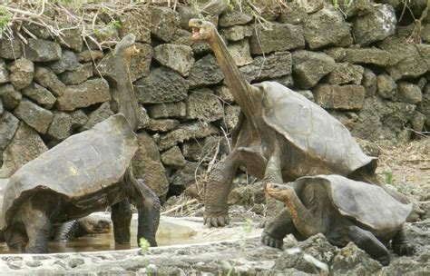 How we rediscovered ‘extinct’ giant tortoises in the Galápagos Islands ...