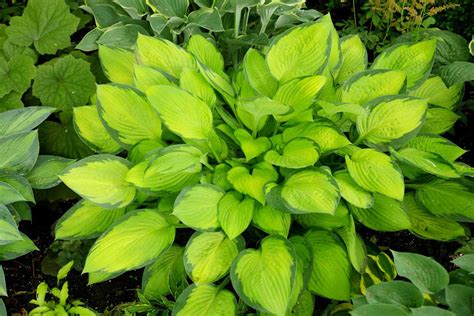 Perennials That Will Thrive in Michigan Gardens