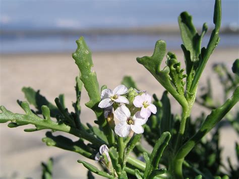 Cakile maritima Profile – California Invasive Plant Council