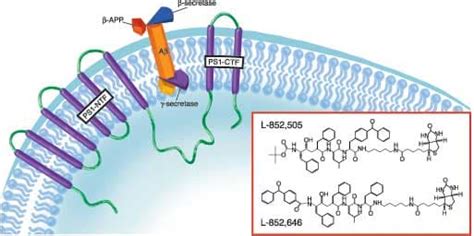 apretado Disfraces Exquisito gama secretasa grano Amperio beneficio