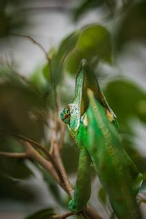 Robert Emmerich - 89 Rambo the chameleon playing hide and … | Flickr