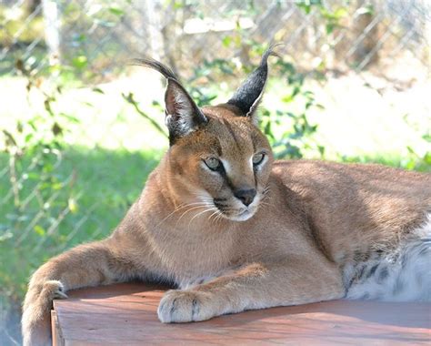 Caracal - Carolina Tiger Rescue