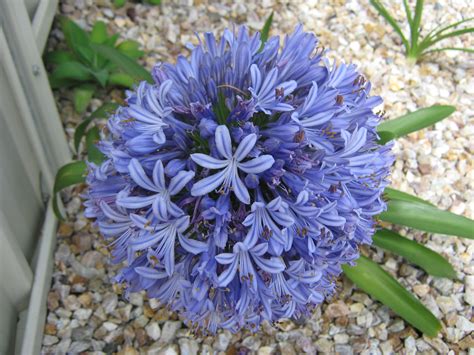 Agapanthus | Plants, Agapanthus, Garden