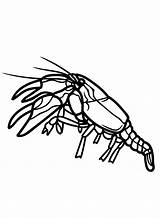 Crawfish Coloring Pages Printable For Free Download sketch template