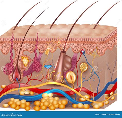 Skin Anatomy Structure Vector Illustration | CartoonDealer.com #60522828