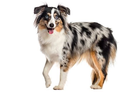 Miniature American Shepherd (character, diet, care)