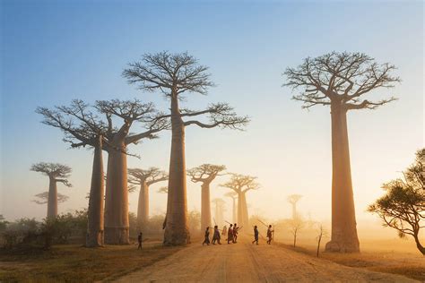 Madagascar: an island unlike any other - Lonely Planet