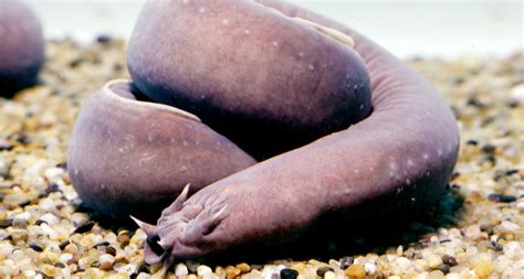 Unusually loose skin helps hagfish survive shark attacks