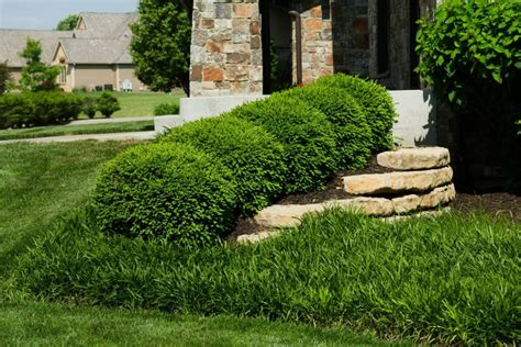 Wintergreen Boxwood Simple Landscaping — Randolph Indoor and Outdoor Design